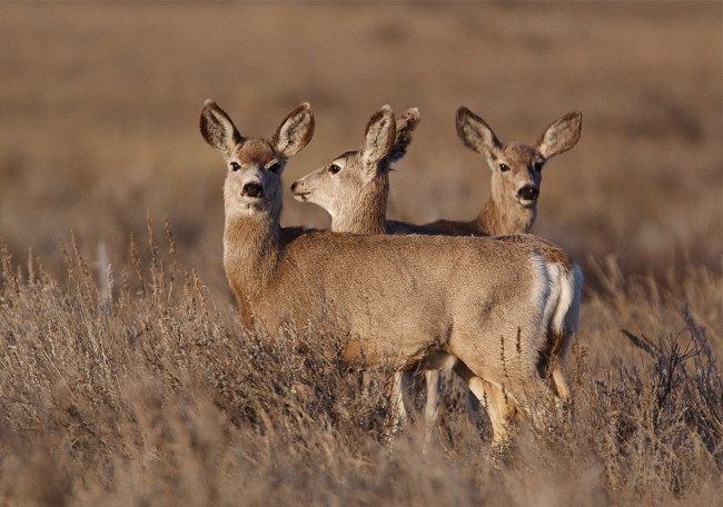 Photo of three does