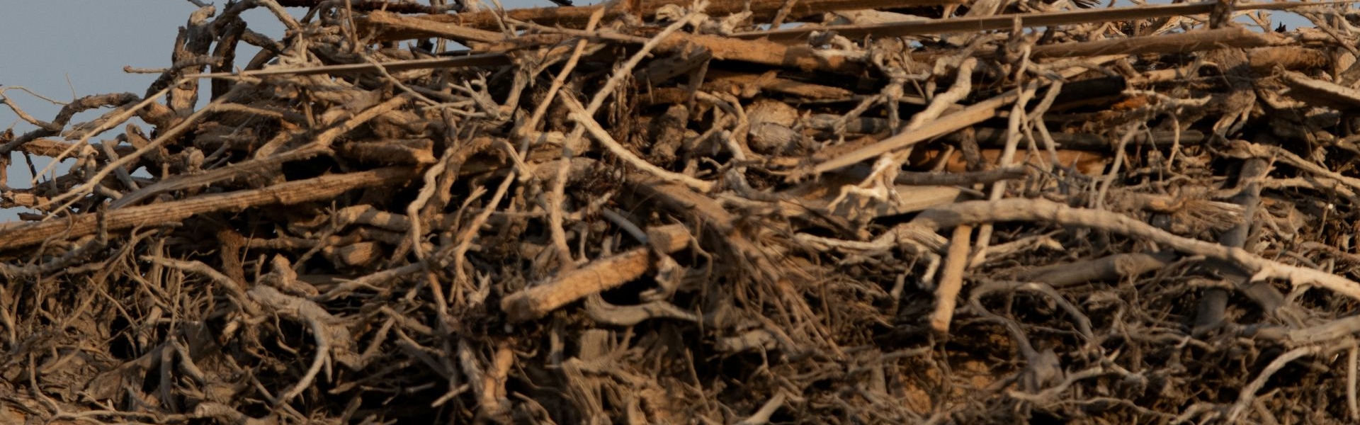 Closeup photo of osprey nest